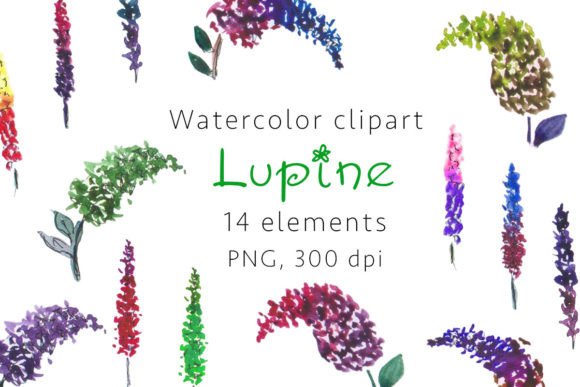 Elevating Digital Design with Lupine Watercolor Clipart, PNG